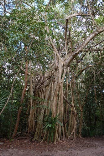 Arbre sur le site de Coba