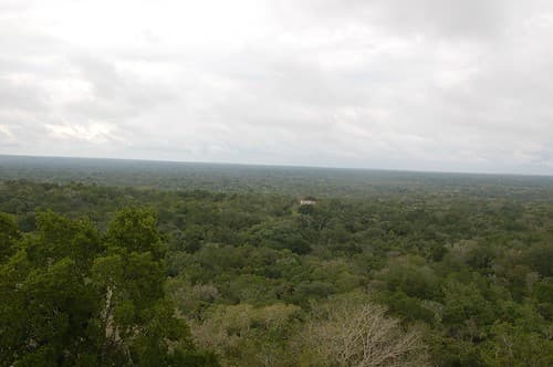La jungle à perte de vue