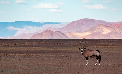 Oryx