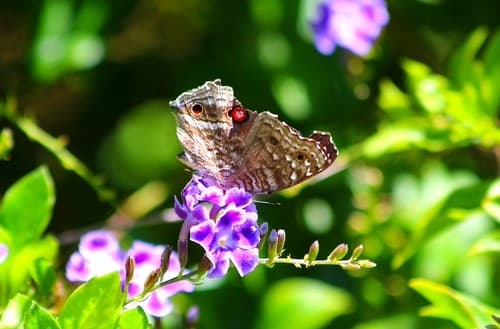 IMG_9327/Mauritius Island/Trou Aux Biches/Junonia Rhadama/Male Wing Broken on Duranta Erecta/Vanillier Marron
