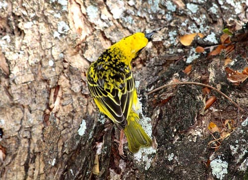 IMG_9207/Ile Maurice/Trou Aux Biches/Tisserin Gendarme Jaune/ On the Tree's Trunk/Village Weaver/