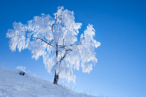 White Tree