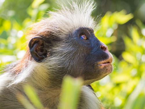 Piliocolobus kirkii in Zanzibar - Colobe roux de Zanzibar