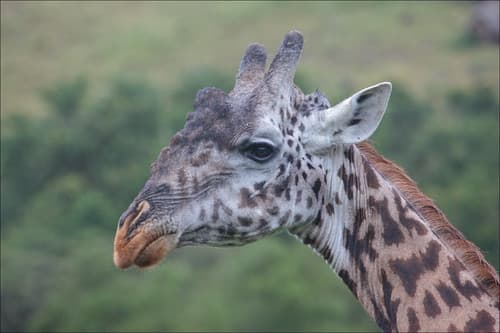 Masai Giraffe - Giraffa camelopardalis tippelskirchi