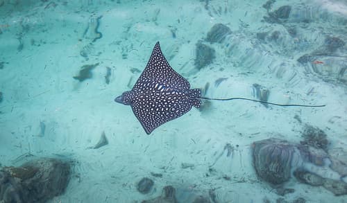 Spotted Eagle Ray, Bahamas
