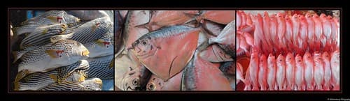 Marché aux poissons- Kota Kinabalu- Sabah- Bornéo- Malaisie- Malaysia