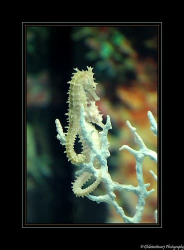 Hippocampes- Aquaria KLCC- Kuala Lumpur- Malaisie- Malaysia