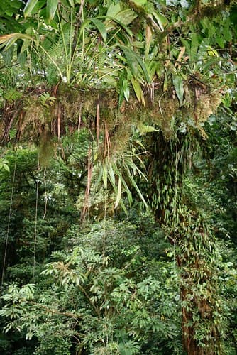 Monteverde Cloud Forest