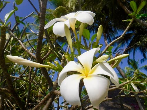 Maldives, Veligandu Island