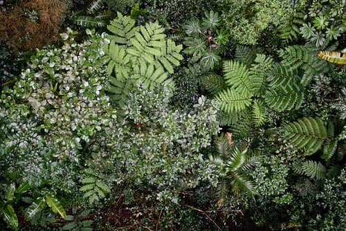 Monteverde Cloud Forest