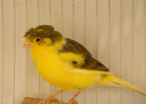 Placido the Crested Gloster Canary