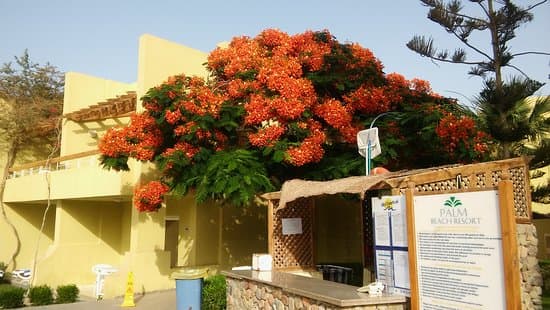 Hotel Palm Beach Resort 4* – vue 4